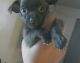Chihuahua Puppies for sale in Oklahoma City, OK, USA. price: NA