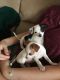 Chihuahua Puppies for sale in Monticello, MN, USA. price: NA