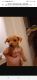 Chihuahua Puppies for sale in Lynchburg, VA, USA. price: NA