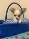Chihuahua Puppies for sale in San Marcos, TX, USA. price: $1,100