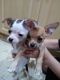 Chihuahua Puppies for sale in Hialeah, FL, USA. price: $600