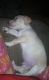 Chihuahua Puppies for sale in Athens, TX, USA. price: $60