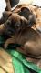 Chihuahua Puppies for sale in Cary, IL, USA. price: NA