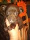 Chihuahua Puppies for sale in Keyser, WV 26726, USA. price: $1,200