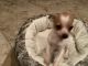 Chihuahua Puppies for sale in Buda, TX 78610, USA. price: NA