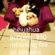 Chihuahua Puppies for sale in Merced, CA, USA. price: $50