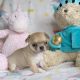Chihuahua Puppies for sale in Greenville, SC, USA. price: NA