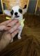 Chihuahua Puppies for sale in Marietta, GA, USA. price: NA