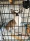 Chihuahua Puppies for sale in West New York, NJ 07093, USA. price: NA
