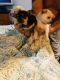 Chihuahua Puppies for sale in Greenville, NC, USA. price: NA