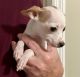 Chihuahua Puppies for sale in Falkville, AL, USA. price: NA