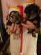Chihuahua Puppies for sale in Durant, OK, USA. price: NA