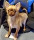 Chihuahua Puppies for sale in Winston-Salem, NC, USA. price: NA