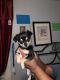 Chihuahua Puppies for sale in Wapato, WA 98951, USA. price: $300