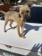 Chihuahua Puppies for sale in Pittsburg, CA, USA. price: NA