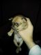 Chihuahua Puppies for sale in Coplay, PA, USA. price: NA