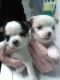 Chihuahua Puppies for sale in Erwin, TN 37650, USA. price: $350
