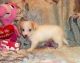 Chihuahua Puppies for sale in 114-34 121st St, Jamaica, NY 11420, USA. price: $600