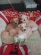 Chihuahua Puppies for sale in Olivehurst, CA, USA. price: NA