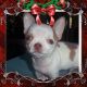 Chihuahua Puppies for sale in Sun City, AZ 85387, USA. price: NA