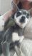 Chihuahua Puppies for sale in Longview, TX, USA. price: NA