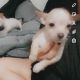 Chihuahua Puppies for sale in Newark, NJ, USA. price: $300