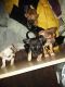 Chihuahua Puppies for sale in 1803 N Mount St, Baltimore, MD 21217, USA. price: $300