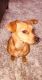Chihuahua Puppies for sale in Columbia, SC, USA. price: NA