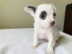 Chihuahua Puppies for sale in 940 4th St, Penrose, CO 81240, USA. price: NA
