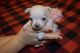 Chihuahua Puppies for sale in Royse City, TX 75189, USA. price: NA