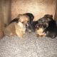 Chihuahua Puppies for sale in Placentia, CA 92870, USA. price: $50