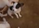 Chihuahua Puppies for sale in Onalaska, TX 77360, USA. price: NA