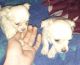 Chihuahua Puppies for sale in Northfield, NH, USA. price: NA