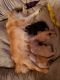Chihuahua Puppies for sale in Walworth, NY 14568, USA. price: NA