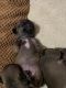 Chihuahua Puppies for sale in Martinsville, VA 24112, USA. price: NA