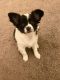Chihuahua Puppies for sale in Easton, PA, USA. price: NA