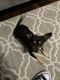 Chihuahua Puppies for sale in Cypress, TX, USA. price: NA