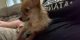 Chihuahua Puppies for sale in Silver Springs, FL, USA. price: $300