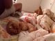 Chihuahua Puppies for sale in Humble, TX 77338, USA. price: NA