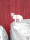 Chihuahua Puppies for sale in 6864 E 350 S, Bluffton, IN 46714, USA. price: NA