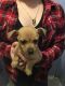 Chihuahua Puppies for sale in Trenton, SC 29847, USA. price: NA