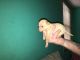 Chihuahua Puppies for sale in Prospect, CT 06712, USA. price: $500