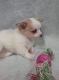 Chihuahua Puppies for sale in Buena Vista, GA 31803, USA. price: NA