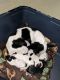 Chihuahua Puppies for sale in Naples, FL, USA. price: NA