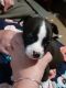 Chihuahua Puppies for sale in Jefferson, GA 30549, USA. price: NA