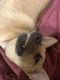 Chihuahua Puppies for sale in Bixby, OK, USA. price: NA