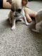 Chihuahua Puppies for sale in Bethlehem, PA, USA. price: NA