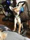 Chihuahua Puppies for sale in Waterbury, CT, USA. price: $250