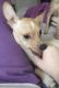 Chihuahua Puppies for sale in Waterbury, CT, USA. price: $325