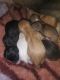 Chihuahua Puppies for sale in 3582 Pleasantbrook Village Ln, Atlanta, GA 30340, USA. price: $300